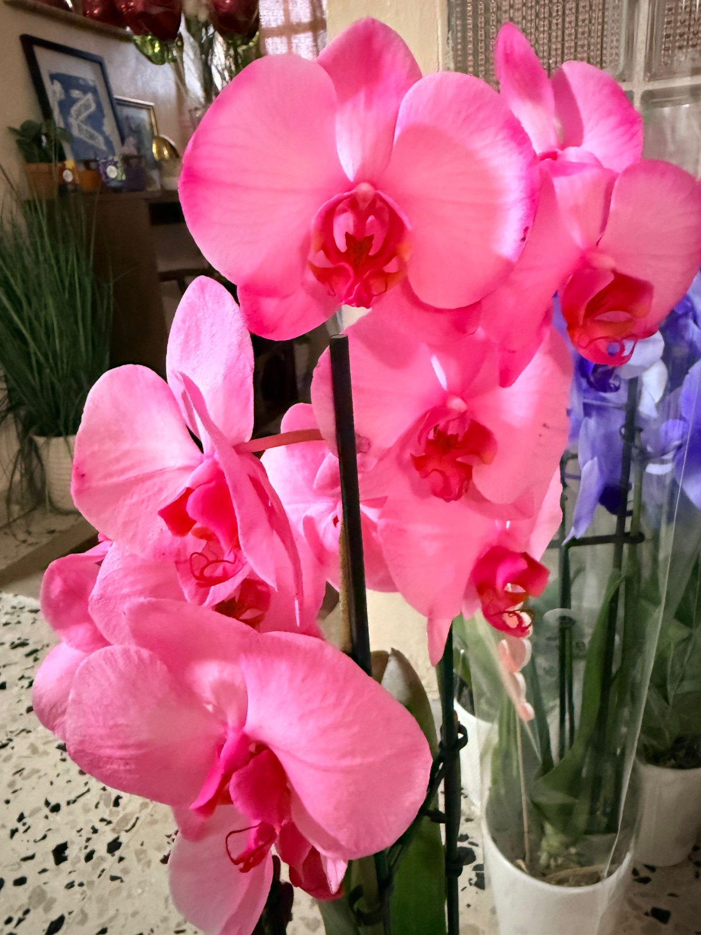 Pink Whisper Orchid Hair Clip