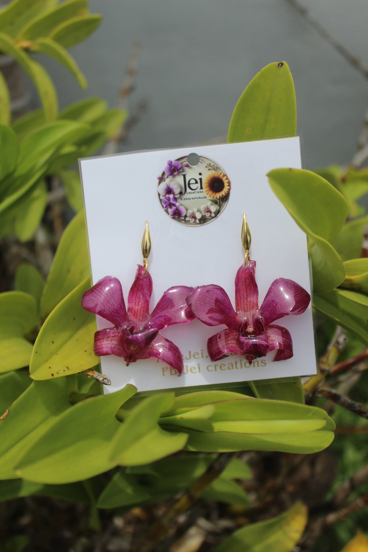 Dendrobium Orchid