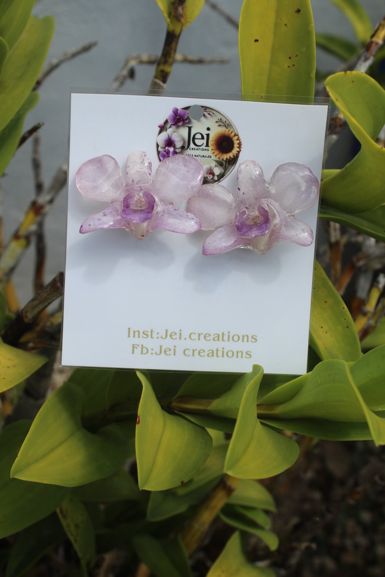 Baby purple Dendrobium set