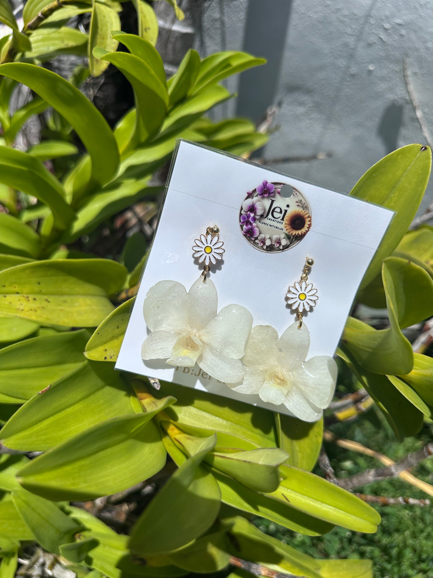 White Dendrobium Daisy earings