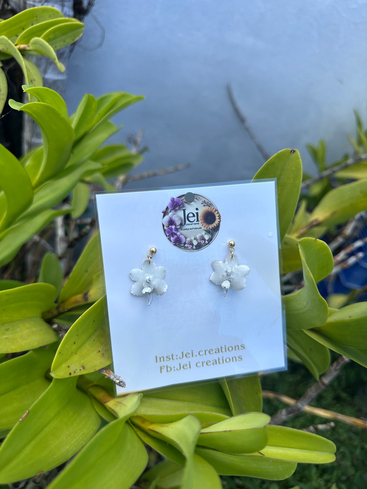 Extra Baby White Orchid Vanda Earings