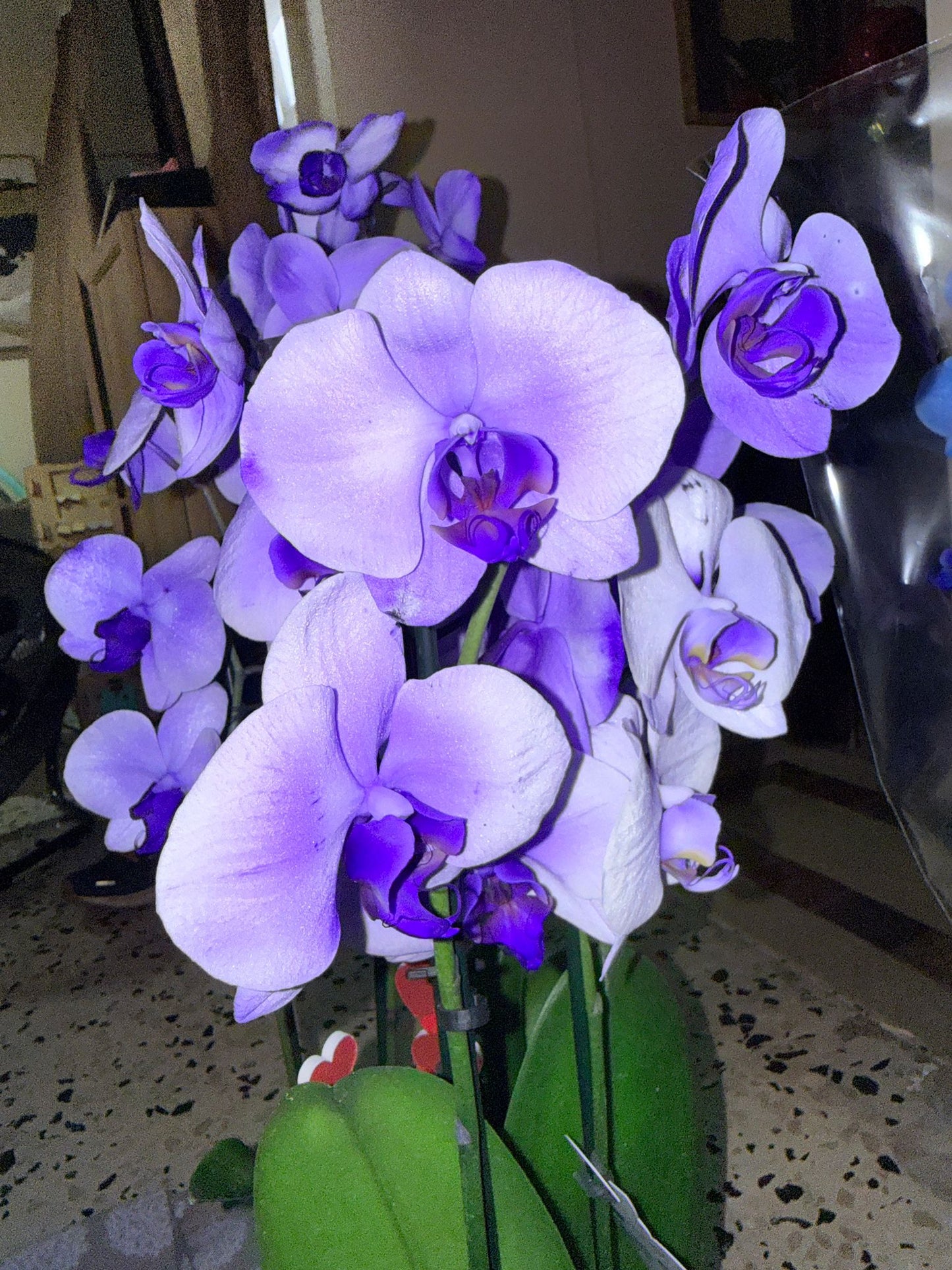 Midnight Blue Orchid(bundle)