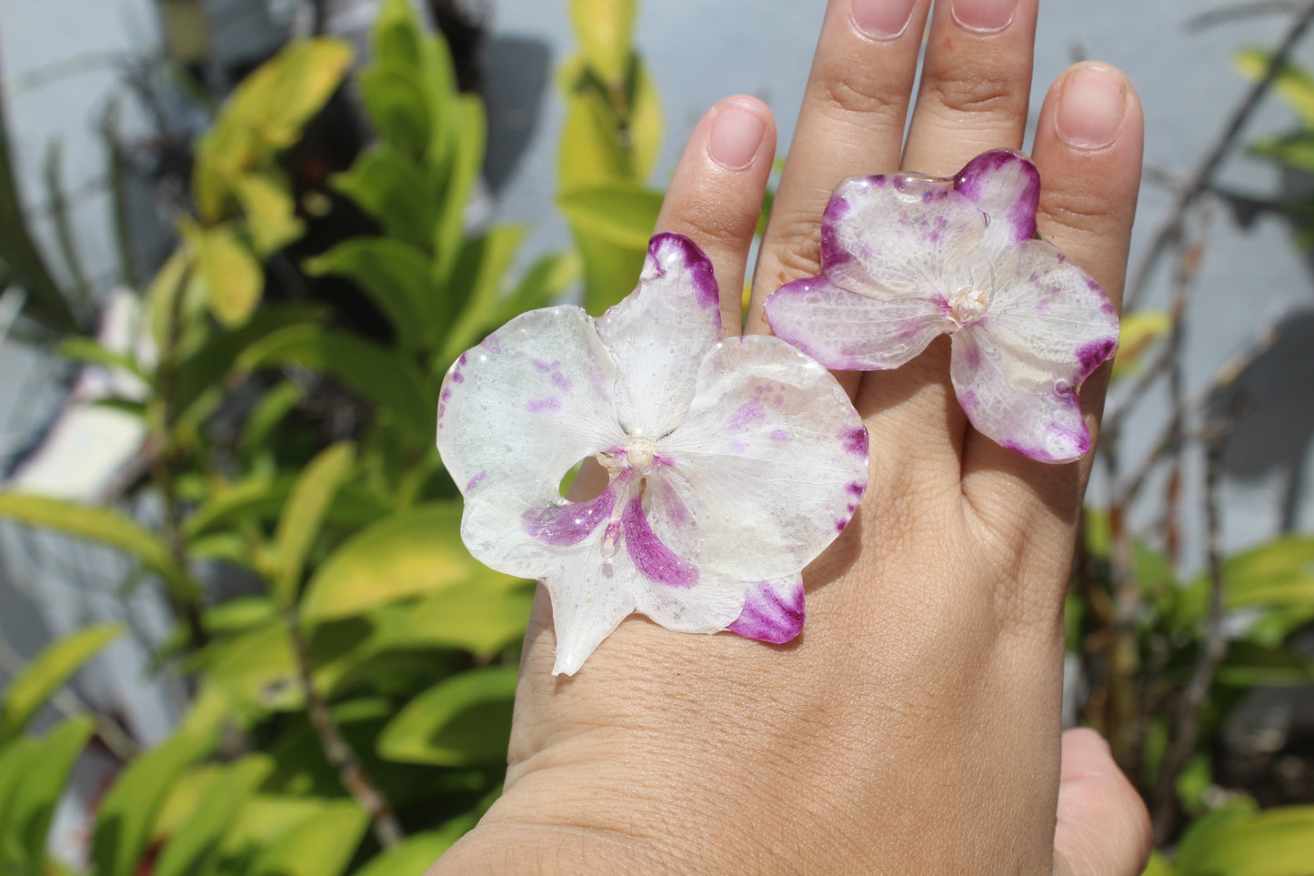 Phalaenopsis Orchid set (4pieces)