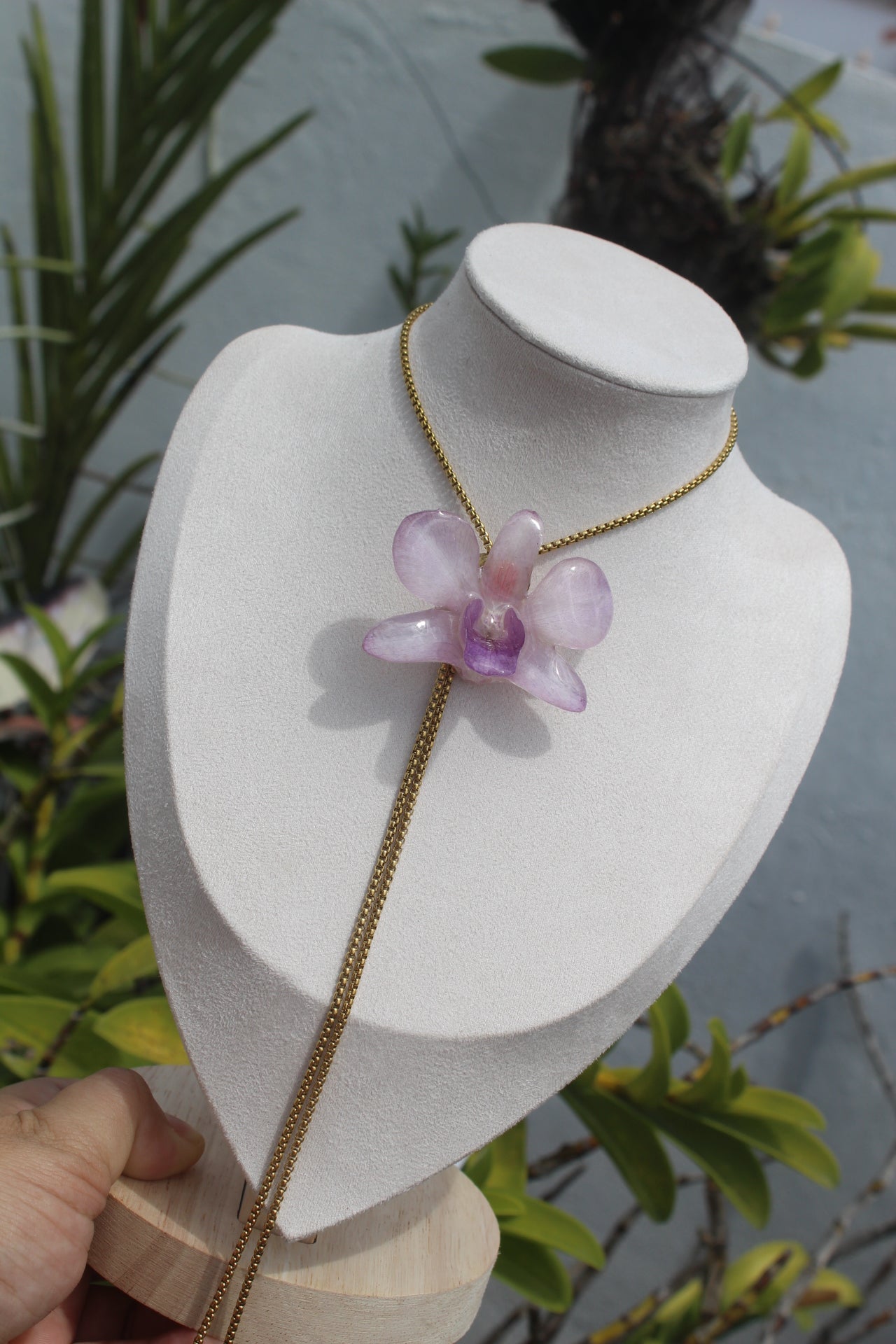 Baby purple Dendrobium set