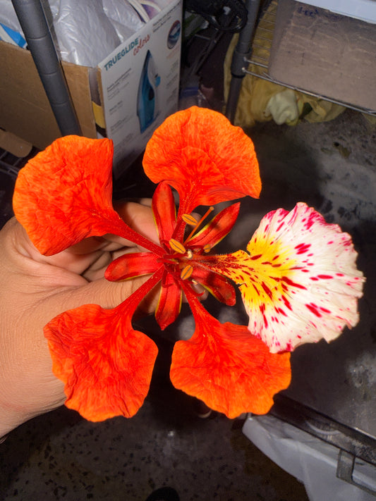 Flamboyant Ember Necklace