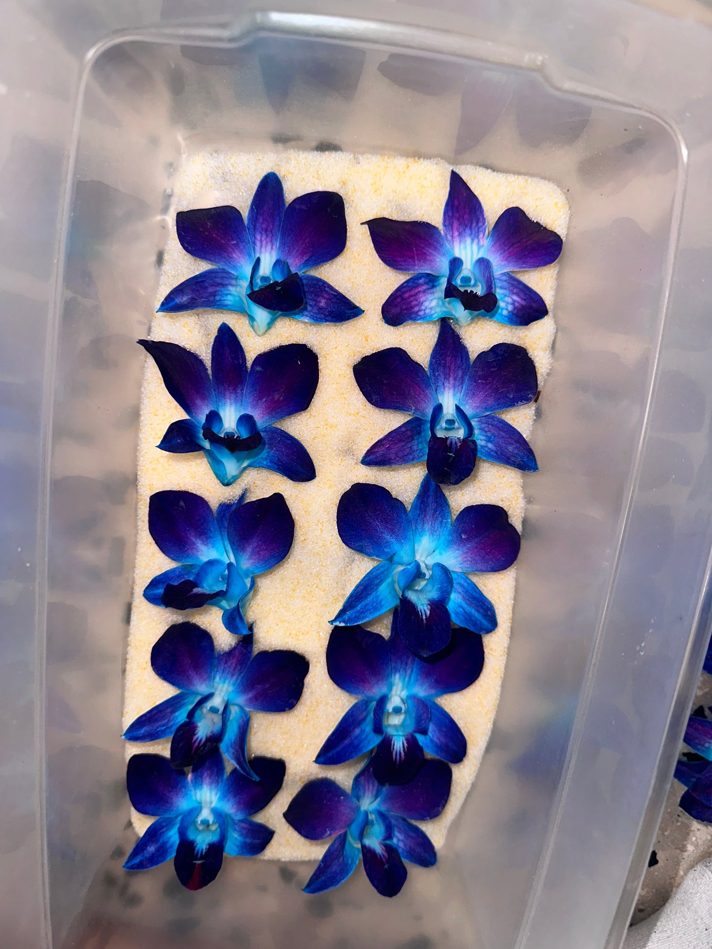 Blue Orchid earings