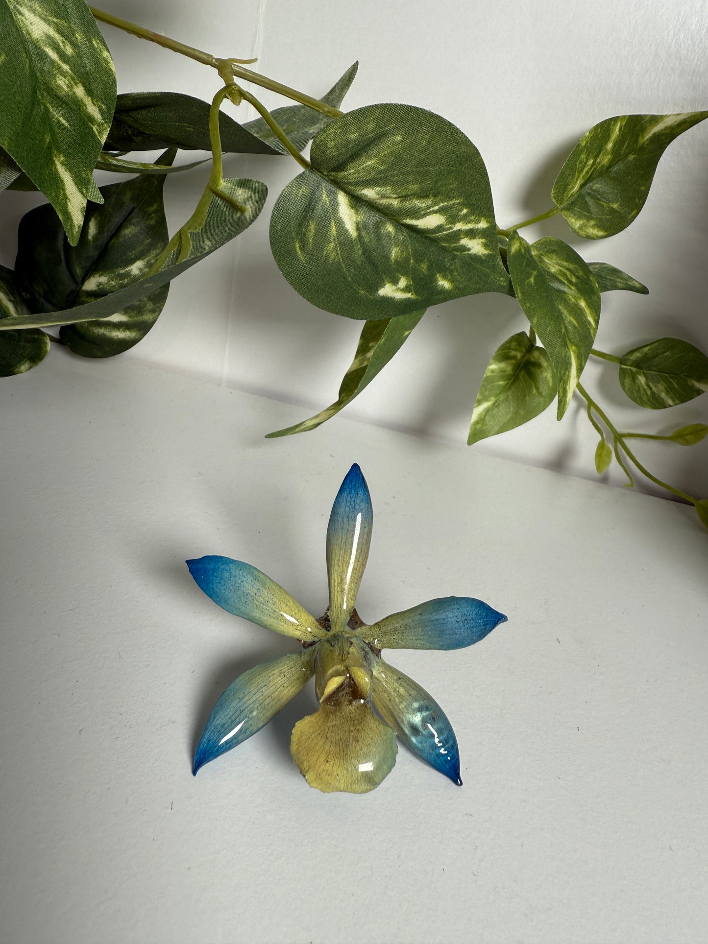 Cattleya orchid ring