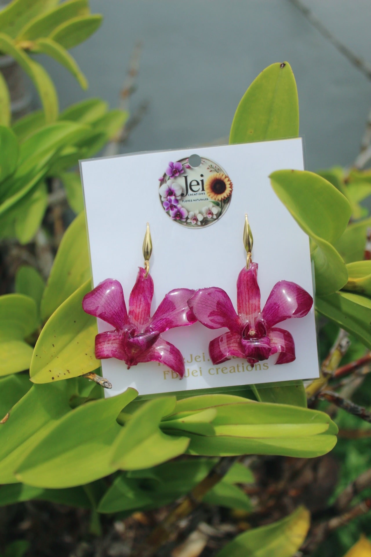 Dendrobium Orchid