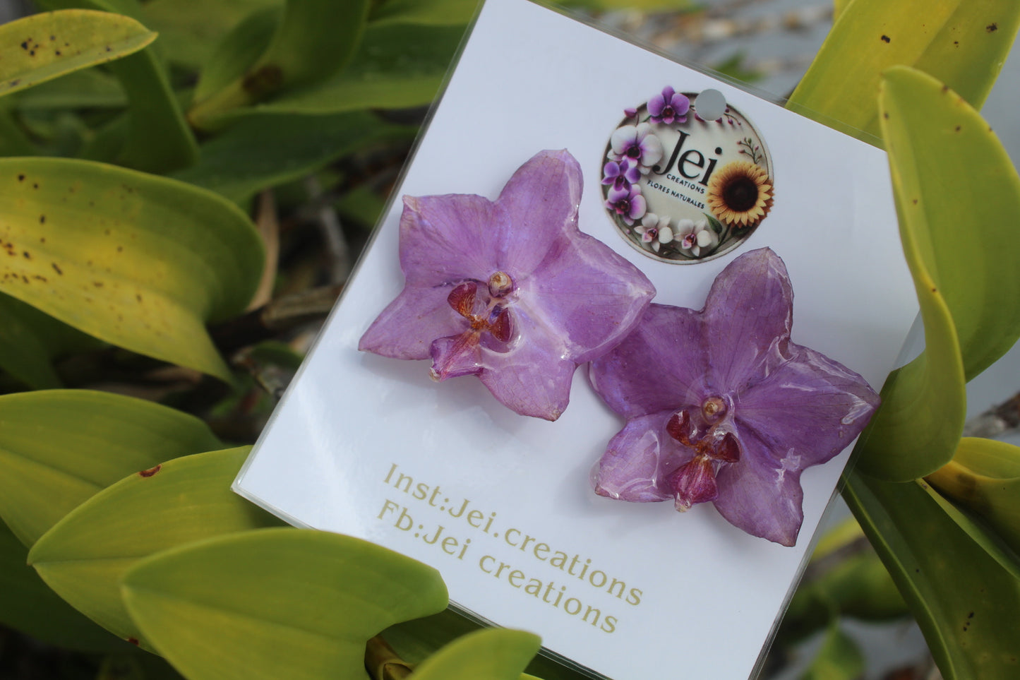 Purple Phalaenopsis Orchid set