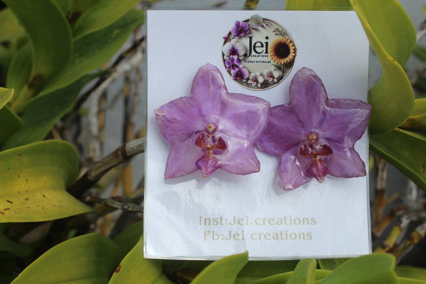 Purple Phalaenopsis Orchid set