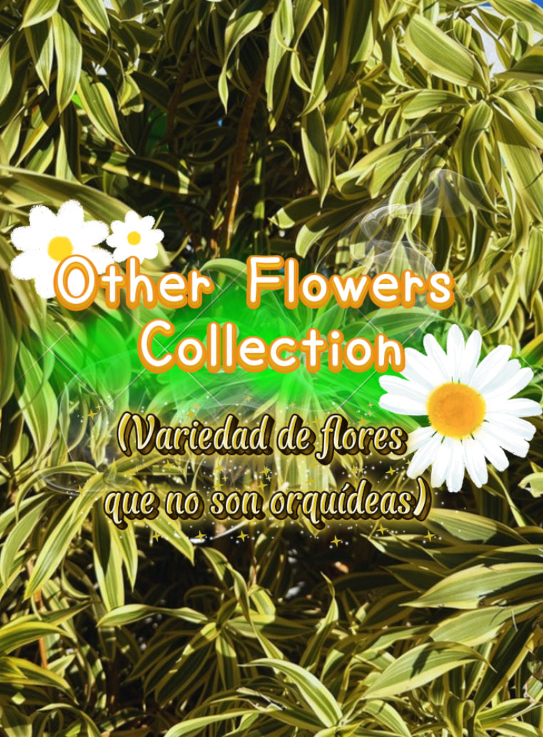 Flores disponibles(no orquídeas)