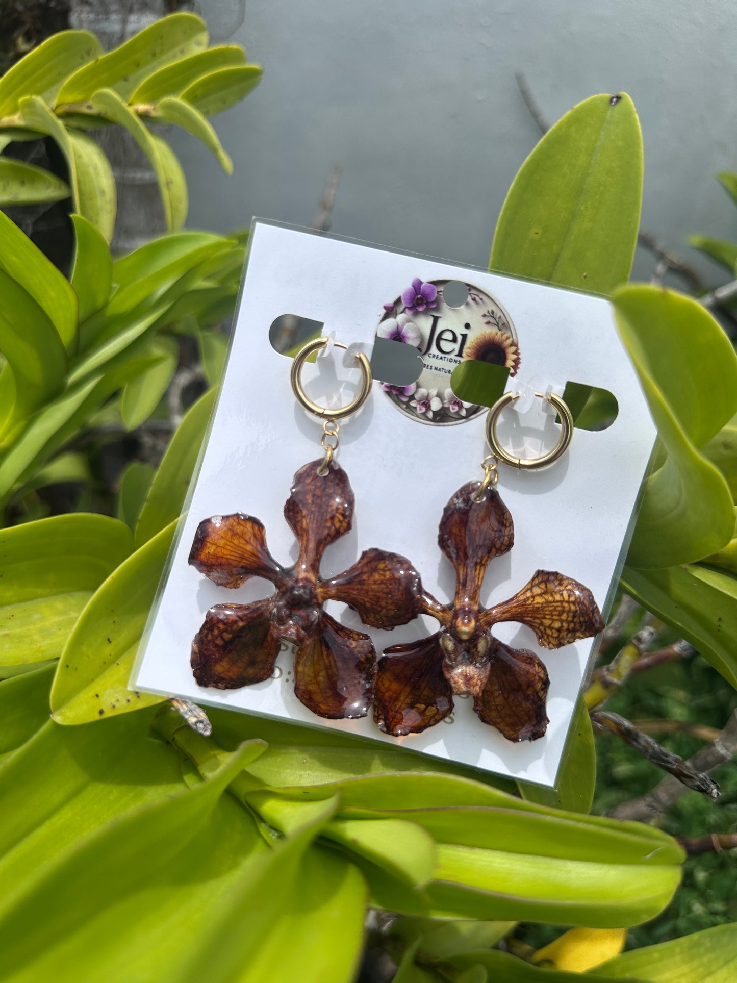 Spider brown Orchid Vanda