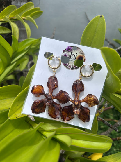 Spider brown Orchid Vanda