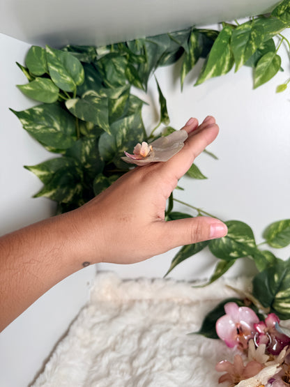 Ivory Phalaenopsis Ring