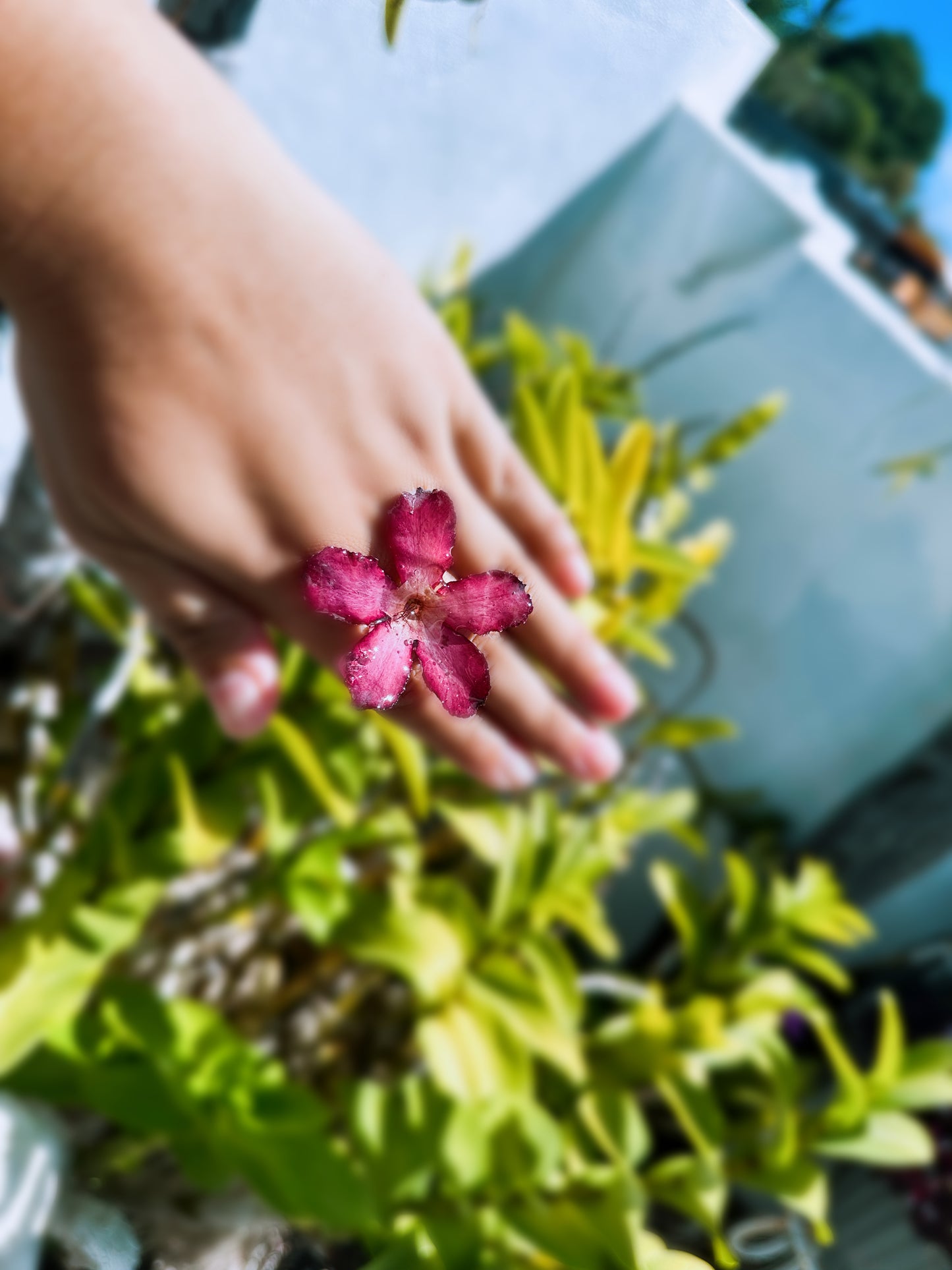 Desert Rose Ring