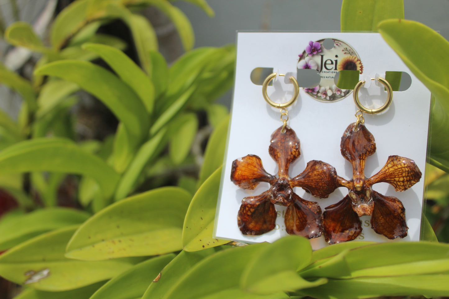 Spider brown Orchid Vanda
