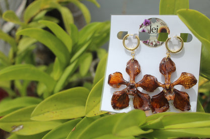 Spider brown Orchid Vanda