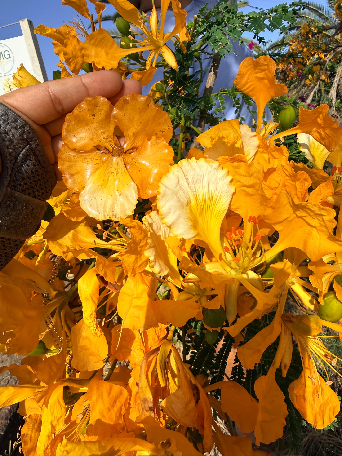 Yellow Flamboyant necklace