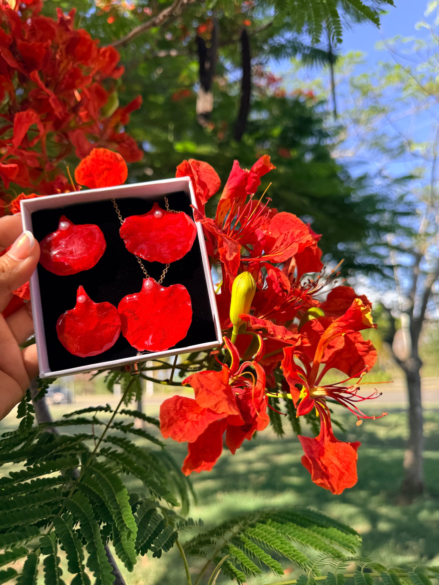 Flamboyán de Mi Tierra Set