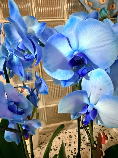 Ocean Blue Orchid(bundle)