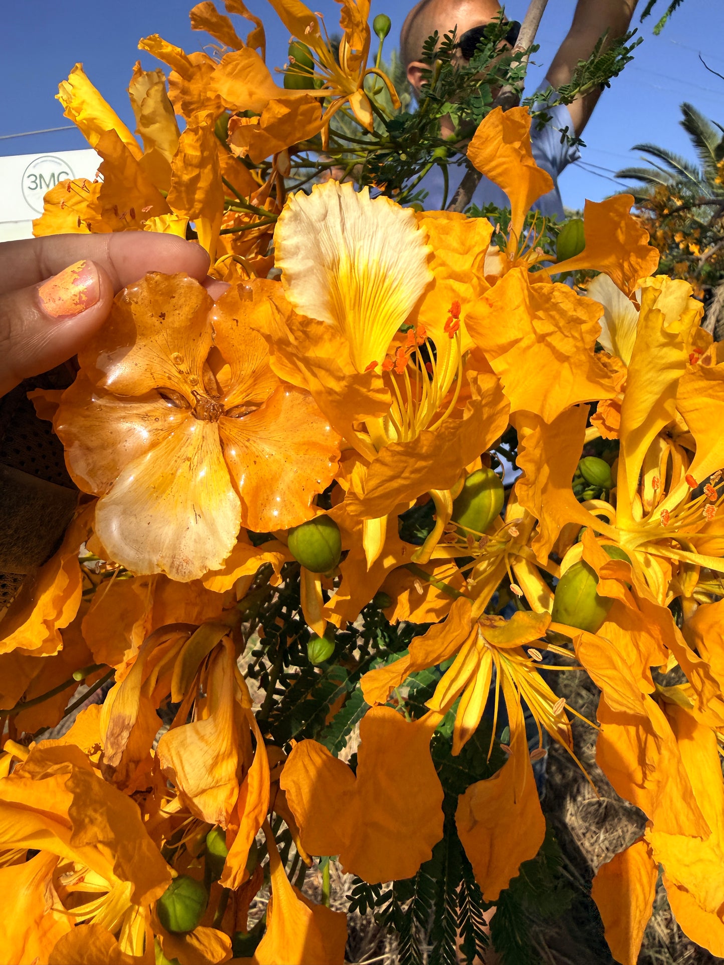 Yellow Flamboyant necklace