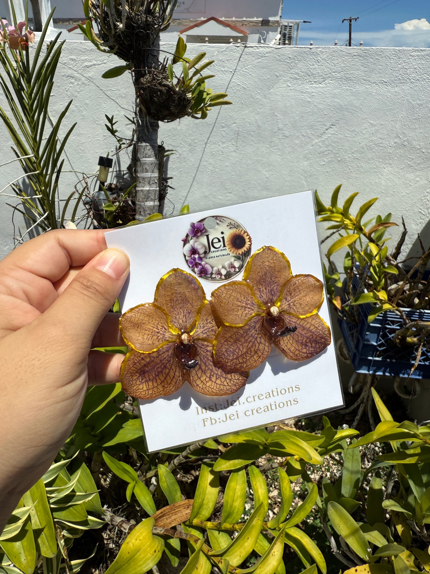 Orchid Vanda Stud