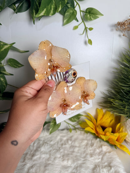 Golden Blush Orchid