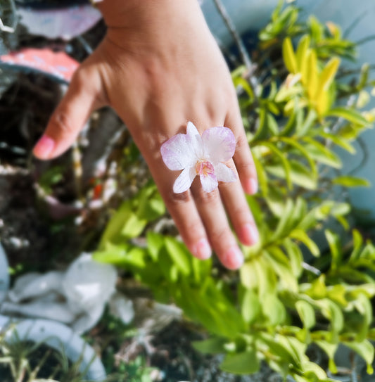 Dendrobium white/purple ring