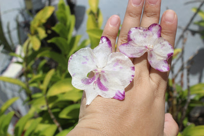 Phalaenopsis Orchid set (4pieces)