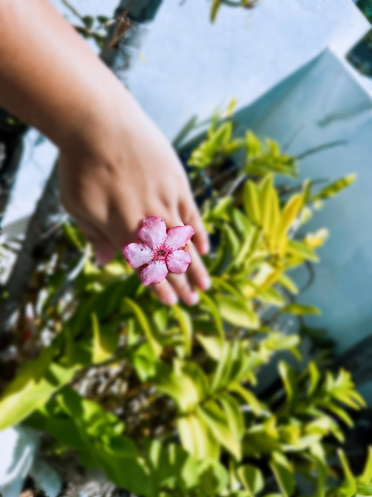 Desert Rose Pink Ring