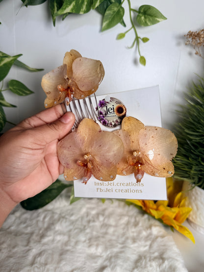 Golden Blush Orchid