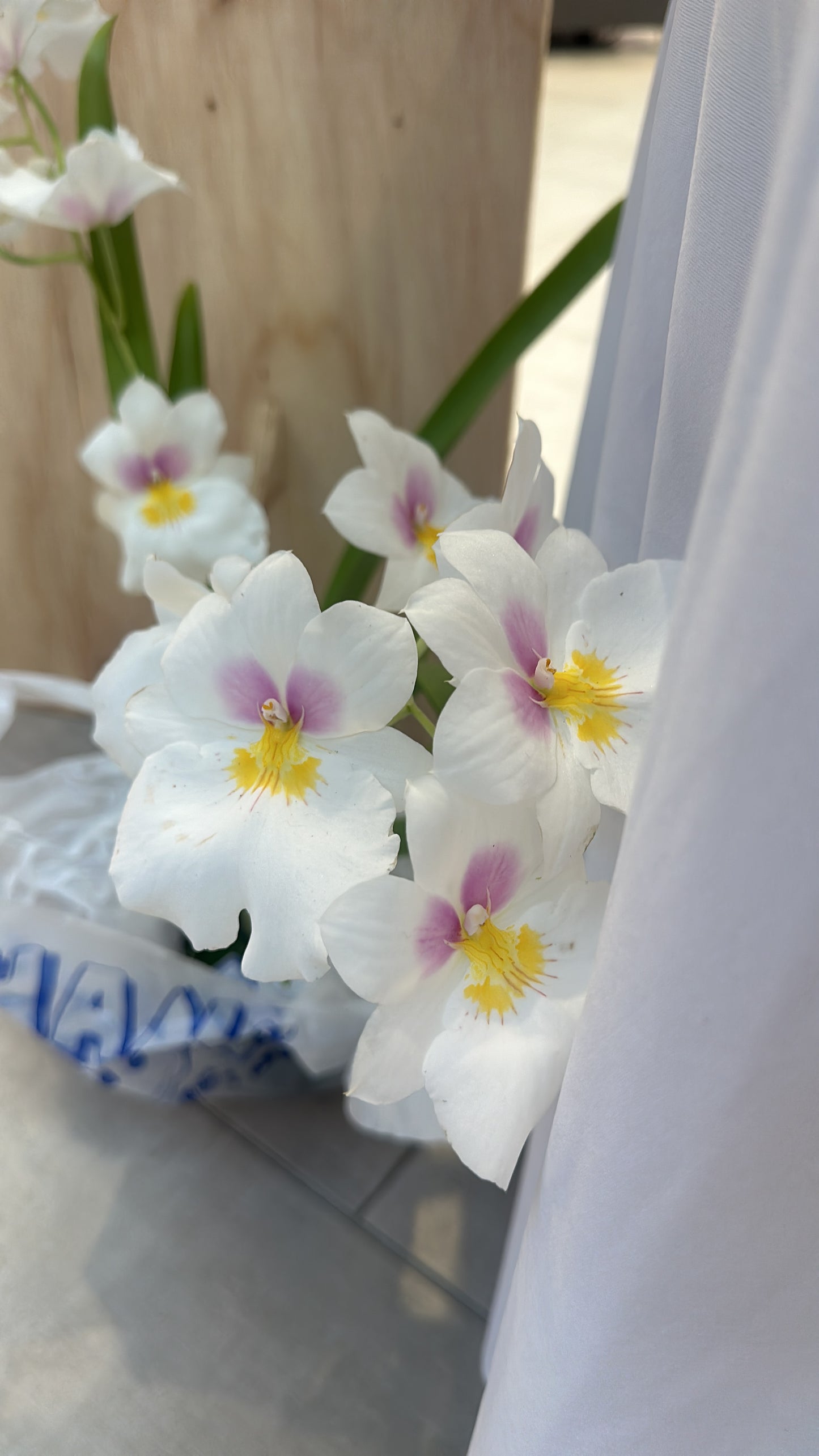 White Miltonia Orchid Hair clip