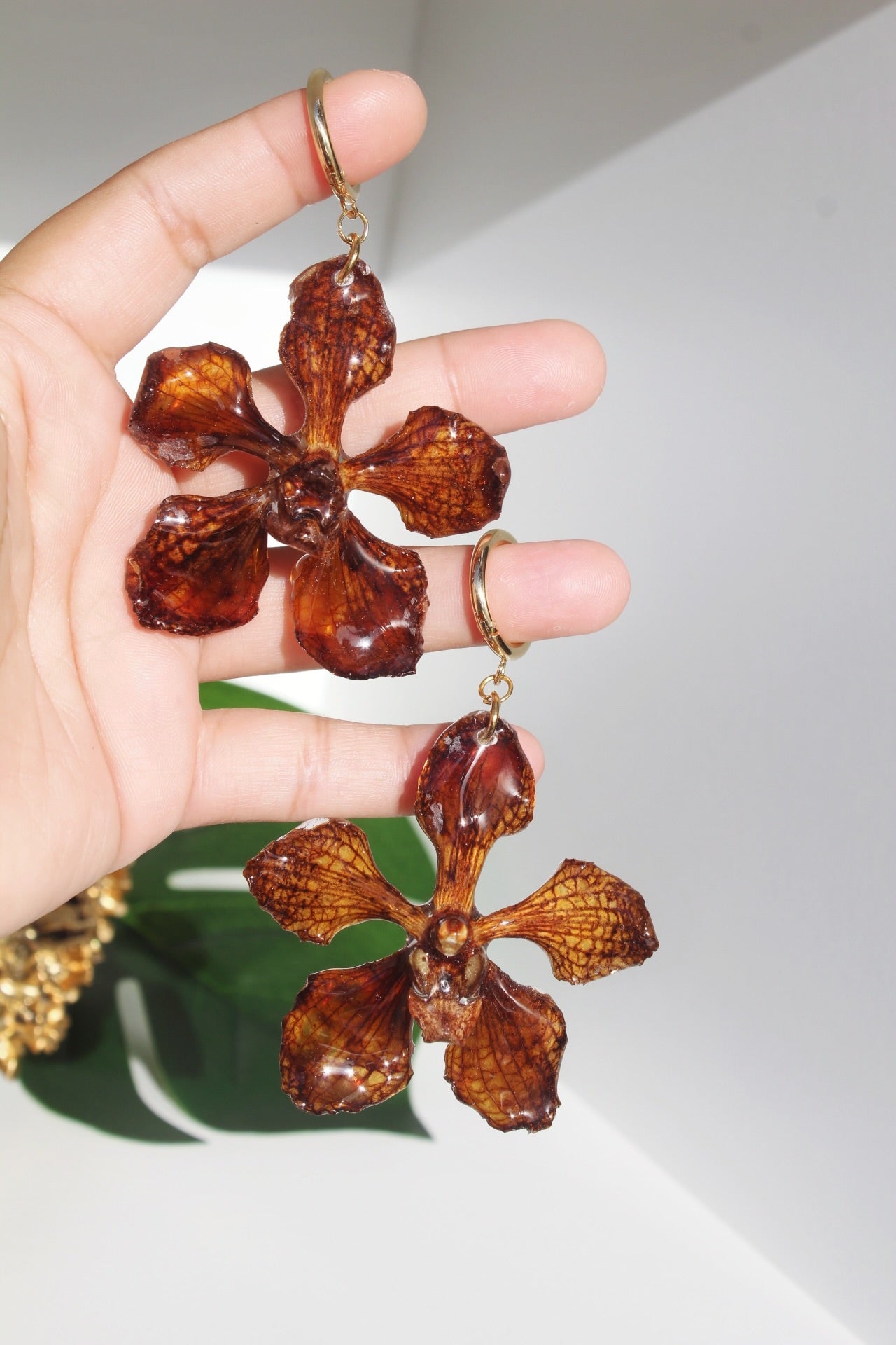 Spider brown Orchid Vanda