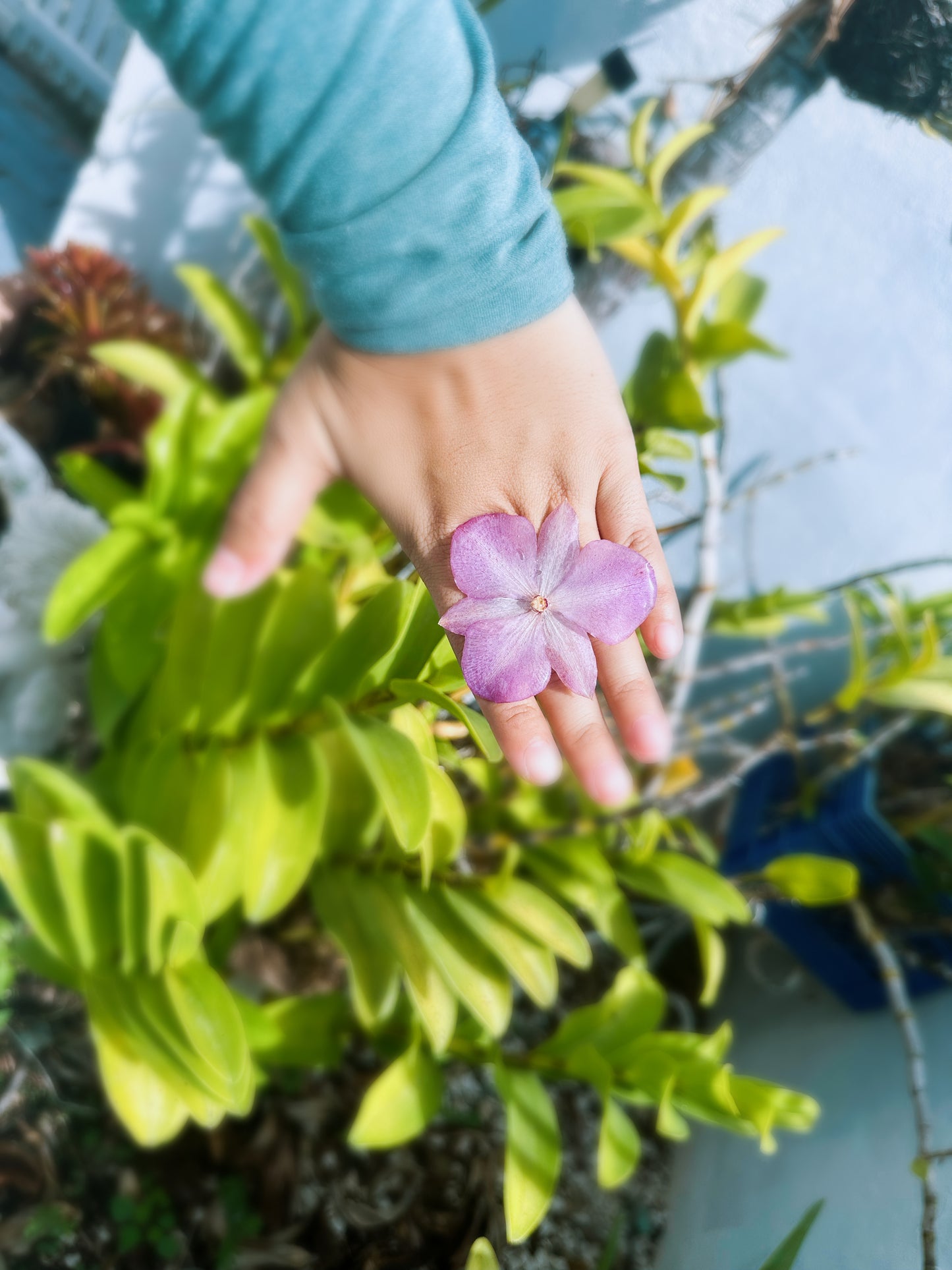 Purple Phalaenopsis Orchid Ring