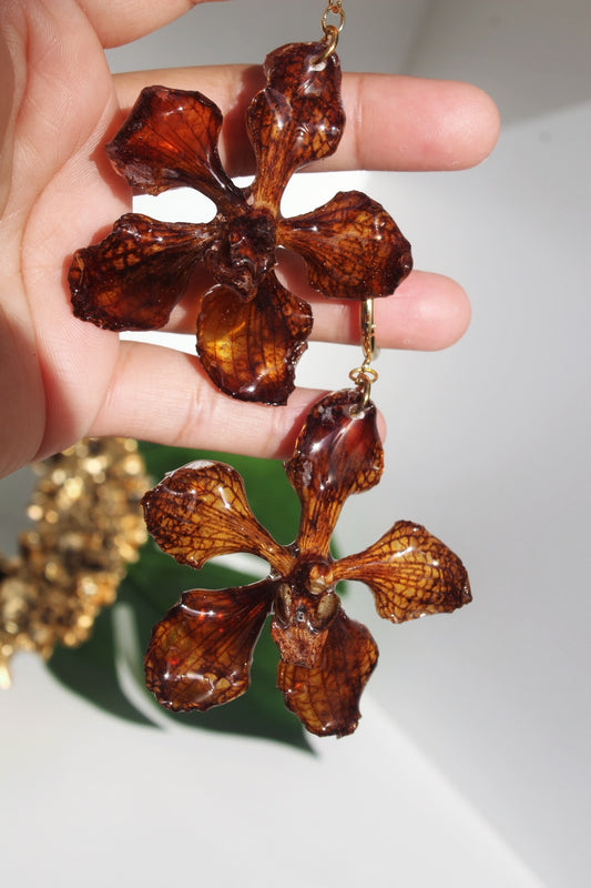 Spider brown Orchid Vanda