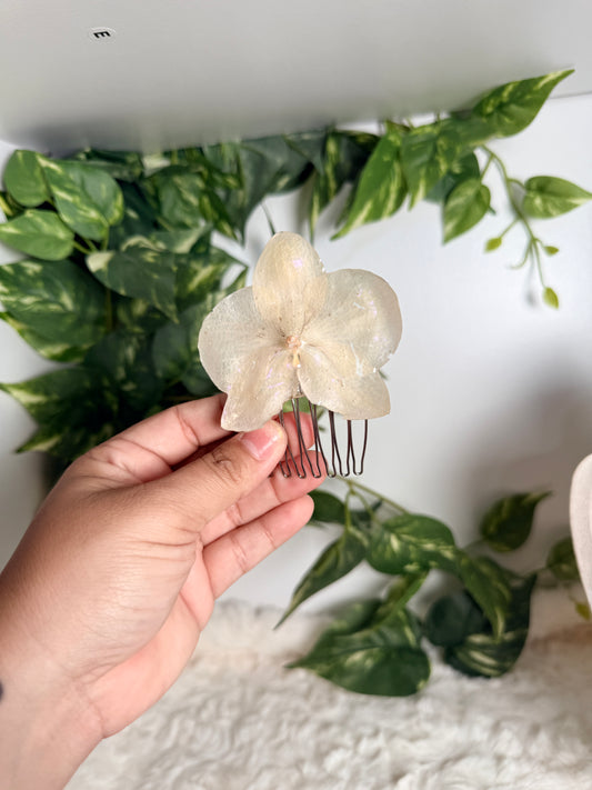 Ivory Radiance Orchid