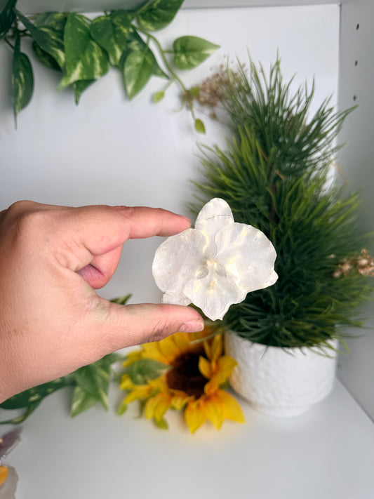 Prendedores(Orchid pins)
