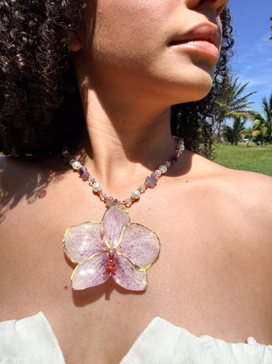 Phalaenopsis fairy purple necklace