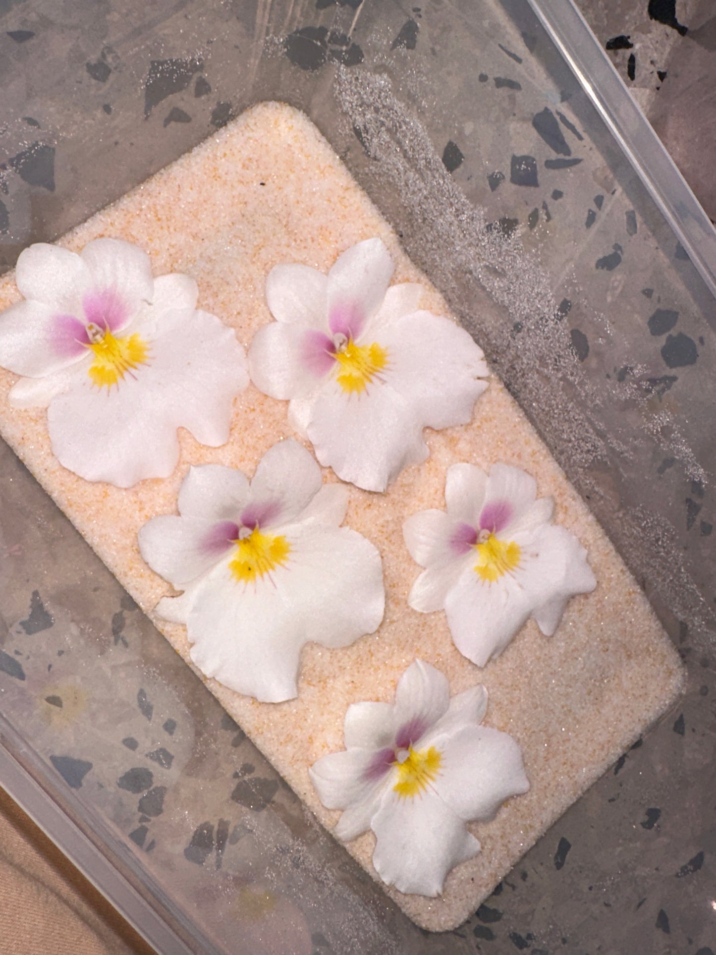 White Miltonia Orchid Hair clip