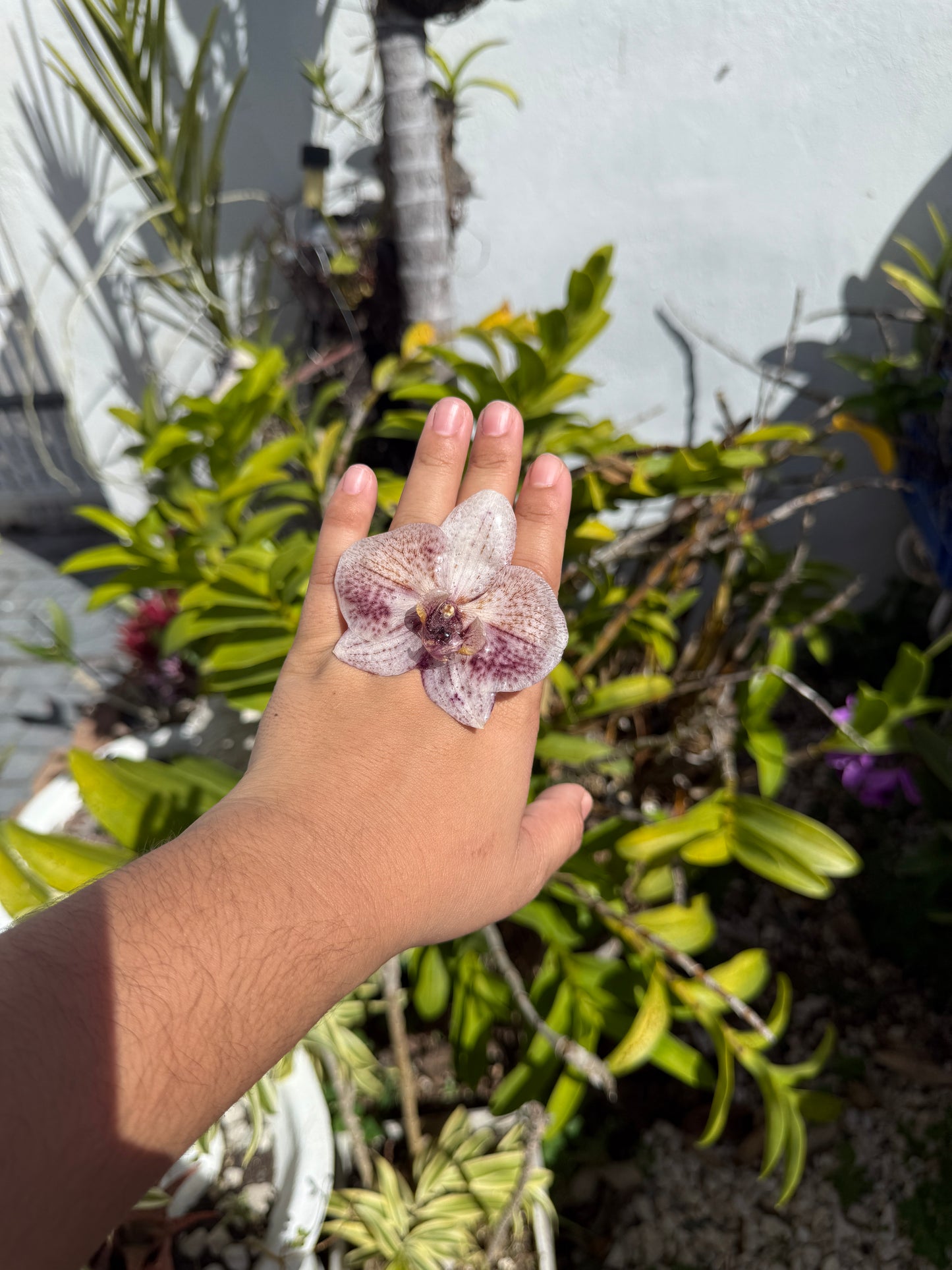 Phalaenopsis Orchid ring