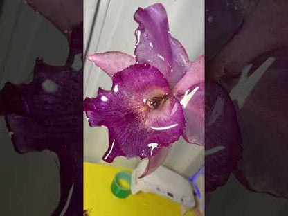 Cattleya Orchid Hair clip